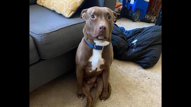 A tweet about this doggo has collected over 1.2 million likes.(Twitter/@ohmyitsbrittt) A tweet about this doggo has collected over 1.2 million likes.(Twitter/@ohmyitsbrittt)