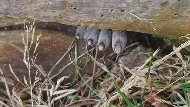 The picture shows this ‘foot’ peeking from below a branch of a tree.(Twitter/@susantananda3)
