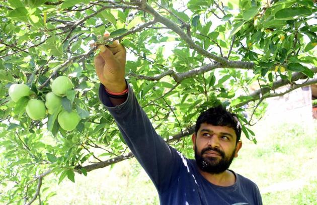 A man examining his apple crop in a village near Shimla on Monday. Worried about upcoming apple season the Federation Of Apple Growers (FOAG), a conglomerate of 11 different fruit growers’ associations, has asked the government to arrange labourers ahead the apple season. (Deepak Sansta / HT) A man examining his apple crop in a village near Shimla on Monday. Worried about upcoming apple season the Federation Of Apple Growers (FOAG), a conglomerate of 11 different fruit growers’ associations, has asked the government to arrange labourers ahead the apple season. (Deepak Sansta / HT)