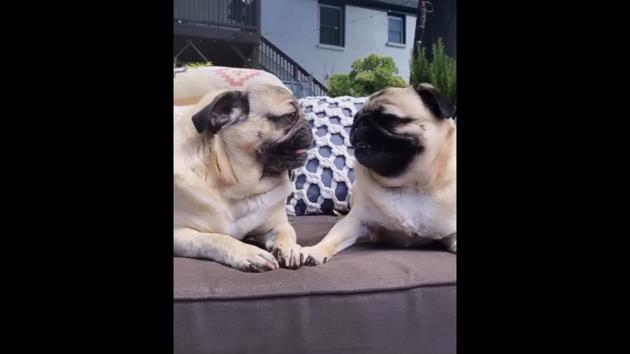 The Effects of High Altitude on Pugs: Watch Out for These Things -  CanadaVetExpress - Pet Care Tips