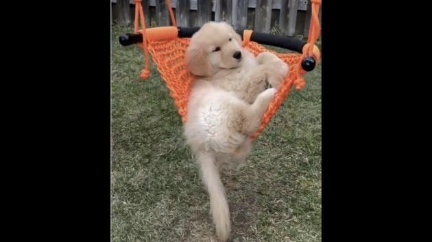 The image shows a pupper swinging outdoors. (Instagram/@winter_thegolden) The image shows a pupper swinging outdoors. (Instagram/@winter_thegolden)