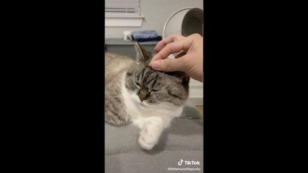 The image shows Munchkin the cat.(TikTok/@littlemunchiepooky) The image shows Munchkin the cat.(TikTok/@littlemunchiepooky)