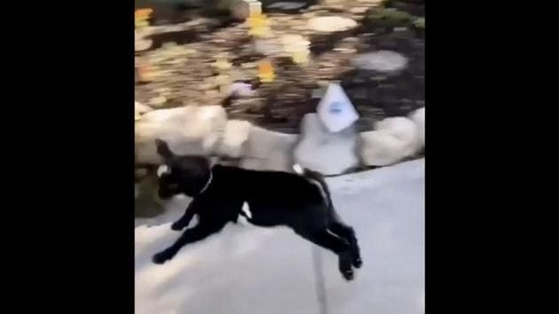 The goat is seen running outside like there is no tomorrow. (Reddit/@pp0787) The goat is seen running outside like there is no tomorrow. (Reddit/@pp0787)