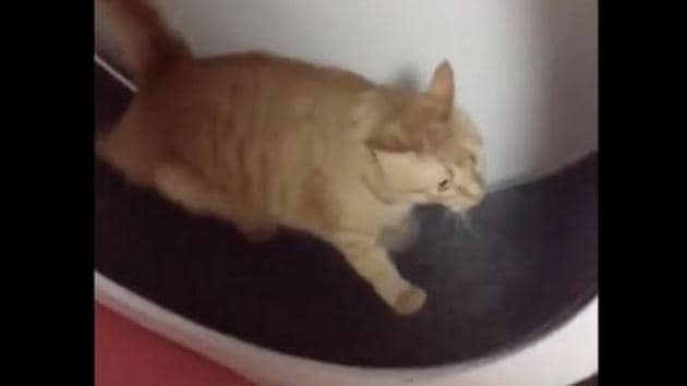 cat exercise wheel reddit