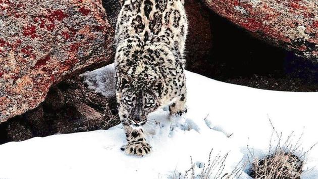 A snow leopard was spotted in Gangotri National Park in Uttarakhand. The picture of this snow leopard was shot in 2017 in Uttarakhand.(HT Photo Archives)
