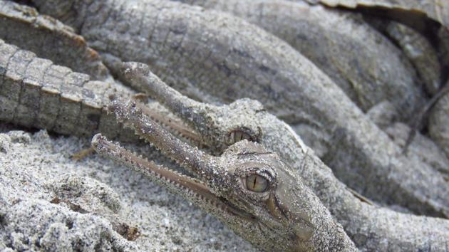 Getting a cue from the congregation of adult male and female gharials, WTI researchers identified three sites along the river with chances of crocodile nesting this year.