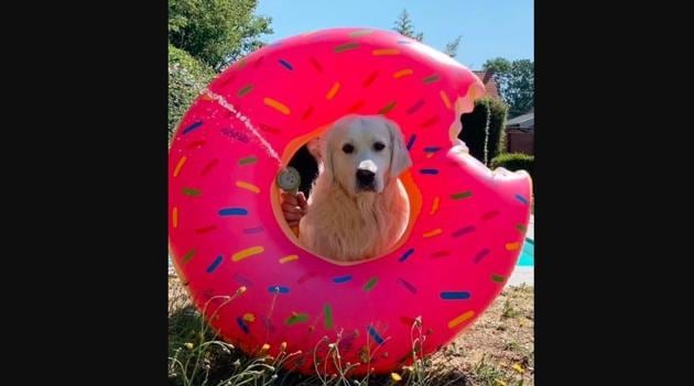 That’s Lewis in the picture. Isn’t he adorable?(Instagram/@lewis_golden)