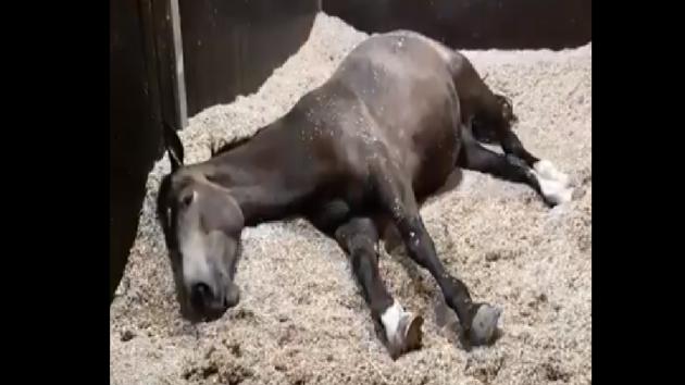 The video is of a little horse named Amber who had a dream. (Twitter@MerPolMounted) The video is of a little horse named Amber who had a dream. (Twitter@MerPolMounted)