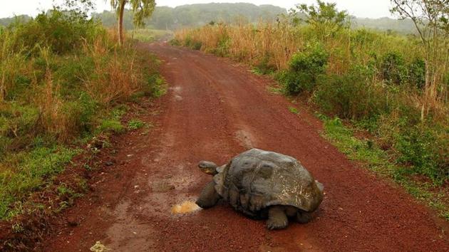 A giant tortoise is seen on a road at Santa Cruz island at Galapagos National Park. (REUTERS) A giant tortoise is seen on a road at Santa Cruz island at Galapagos National Park. (REUTERS)