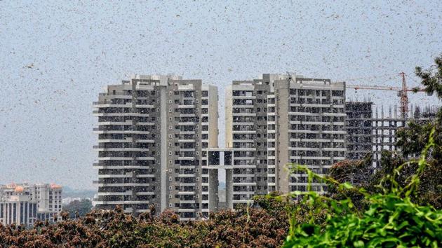 Earlier, two separate groups of desert locusts were spotted in Bhopal for the first time this year in mid-May, when they had entered MP’s Kolar Road and Bairasia from Rajasthan.(PTI) Earlier, two separate groups of desert locusts were spotted in Bhopal for the first time this year in mid-May, when they had entered MP’s Kolar Road and Bairasia from Rajasthan.(PTI)