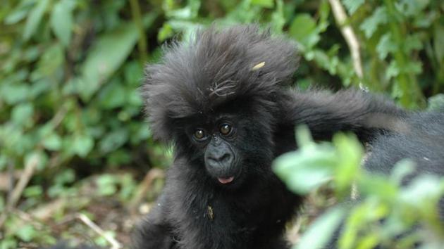 Rwanda is famed for endangered mountain gorillas.(Unsplash) Rwanda is famed for endangered mountain gorillas.(Unsplash)