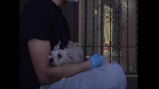 Mackenzie on the lap of Eldad from Hope for Paws. (YouTube/@HopeforPaws) Mackenzie on the lap of Eldad from Hope for Paws. (YouTube/@HopeforPaws)
