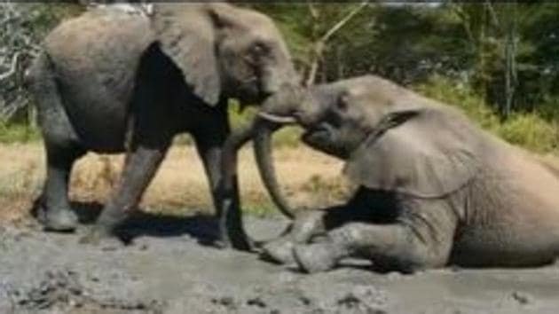 The image shows the elephant brothers Jasiri and Faraja. (Twitter/@SheldrickTrust) The image shows the elephant brothers Jasiri and Faraja. (Twitter/@SheldrickTrust)