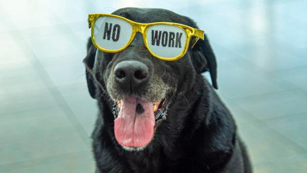 tsa dog retires tennis balls