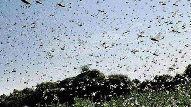 Swarm of locusts seen abive a field in Damoh district of Madhya Pradesh. (PTI) Swarm of locusts seen abive a field in Damoh district of Madhya Pradesh. (PTI)