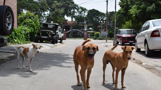On a rough estimate, the number of stray dogs increased by 1,000 in the past year. In June last year, the number was around 9,000, which is now around 10,000.(HT FILE)