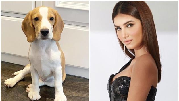 Tara Sutaria shared pictures of the latest addition to her family - a pup.