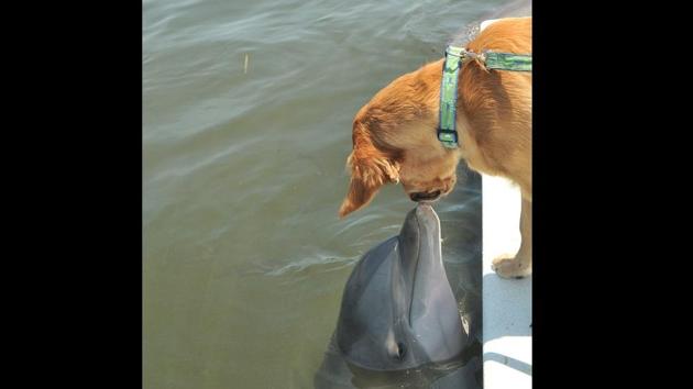 Gunner the dog meets his friend Delta the dolphin in this image. (Twitter/@dog_rates)