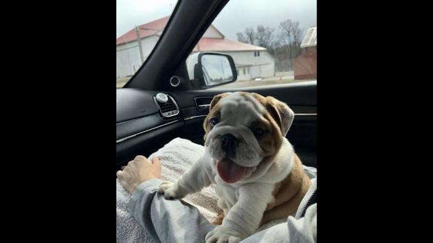 The image shows young Oakley, the doggo, sitting inside a car. (Twitter/@dog_rates) The image shows young Oakley, the doggo, sitting inside a car. (Twitter/@dog_rates)