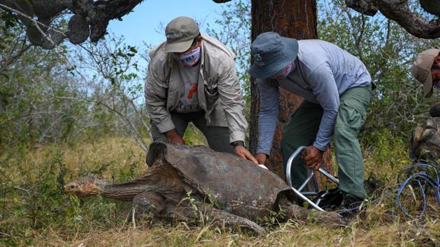 Star among the 25 tortoises that were returning home was 100-year-old Diego, the giant Galapagos tortoise pictured here as he is released, whose tireless efforts are credited with almost single-handedly saving his once threatened species. (Parque Nacional Galapagos / AFP) Star among the 25 tortoises that were returning home was 100-year-old Diego, the giant Galapagos tortoise pictured here as he is released, whose tireless efforts are credited with almost single-handedly saving his once threatened species. (Parque Nacional Galapagos / AFP)