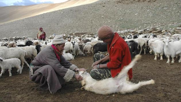 In this July 21, 2007, file photo, an elderly man belonging to the Changpa, the nomadic herders who rear the Pashmina goats, holds his Himalayan goat as his son cuts its horn that was hurting the animal's eye in Kharnak, some 185 kilometers (116 miles) from Leh, India. (AP)