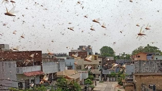 A swarm of locusts fly over a residential colony at Kareli, in Prayagraj on June 11, 2020.(Aurangzeb/HT File Photo)