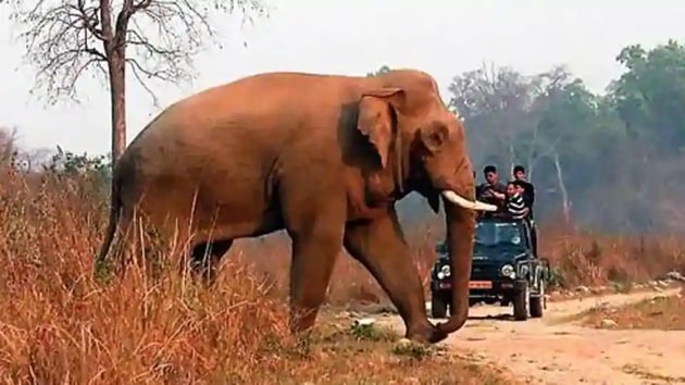Two elephants were electrocuted in Dharamjaigarh under Raigarh and a calf died after getting stuck in a marshland in Dhamtari district.(HT Photo) Two elephants were electrocuted in Dharamjaigarh under Raigarh and a calf died after getting stuck in a marshland in Dhamtari district.(HT Photo)