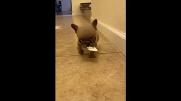 The image shows a still from a recording that documents the pooch’s journey to health. (Reddit/@Sotereoss) The image shows a still from a recording that documents the pooch’s journey to health. (Reddit/@Sotereoss)
