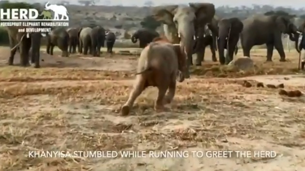 The picture shows baby elephant Khanyisa running towards her herd.(Twitter/@HERD)