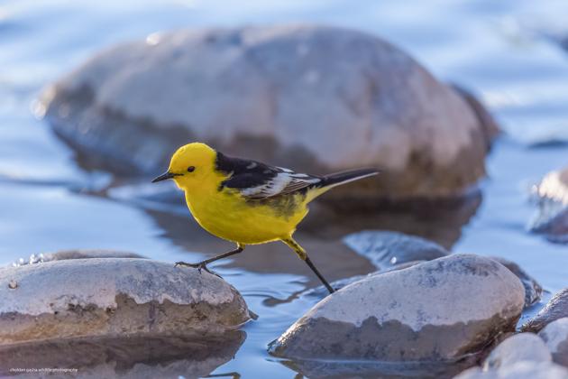 A Citrine wagtail steps and skips across summery stones at the Indus river, Spituk village, Ladakh.(PHOTO: CHOLDAN GASHA)