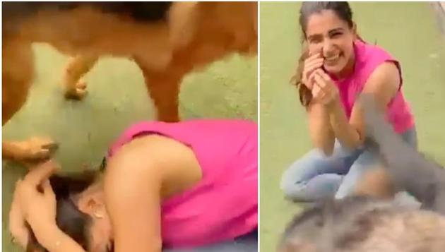 Samantha Akkineni shared a video with her furry friends. Samantha Akkineni shared a video with her furry friends.