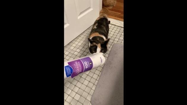 The image shows a cat parent holding out a packet of round cotton pads to their feline. (Reddit/@kimount) The image shows a cat parent holding out a packet of round cotton pads to their feline. (Reddit/@kimount)