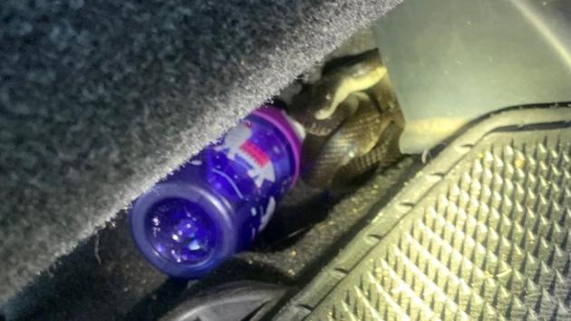A picture of the snake hiding inside the car.(Facebook/Eureka Police Department)