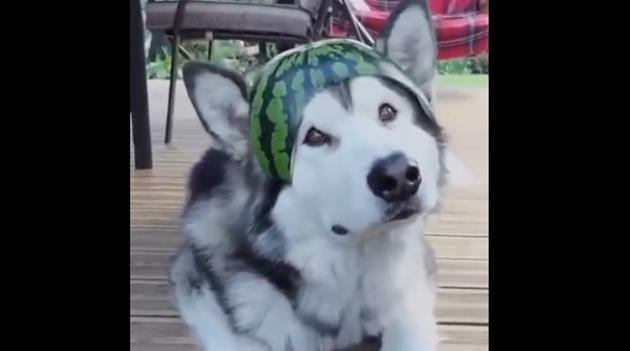 An image of the pooch looking unimpressed. (Facebook/Mr.Bose 008) An image of the pooch looking unimpressed. (Facebook/Mr.Bose 008)
