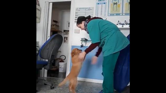 The image shows the vet and the dog she’s examining. (Reddit/unnaturalorder) The image shows the vet and the dog she’s examining. (Reddit/unnaturalorder)