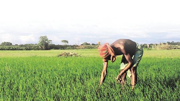 According to officials, export of commodities like lemon, ginger, muskmelon, green chilli, banana, eggplant (brinjal) and potato was more as compared to 2019, and trade basket of grapes, mango, pomegranate, okra and garlic saw a dip. (AFP/ REPRESENTATIVE PHOTO) According to officials, export of commodities like lemon, ginger, muskmelon, green chilli, banana, eggplant (brinjal) and potato was more as compared to 2019, and trade basket of grapes, mango, pomegranate, okra and garlic saw a dip. (AFP/ REPRESENTATIVE PHOTO)