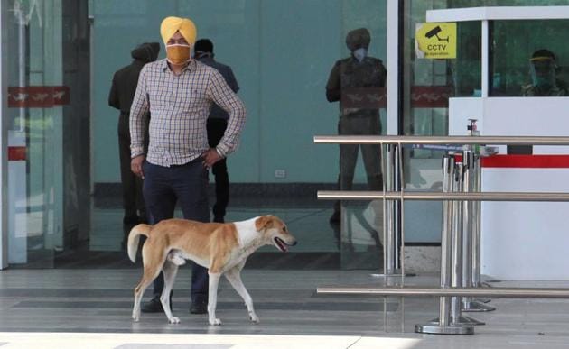 Stray dogs welcome passengers on their arrival at the Chandigarh Internal Airport in Mohali. (Gurminder Singh/HT) Stray dogs welcome passengers on their arrival at the Chandigarh Internal Airport in Mohali. (Gurminder Singh/HT)