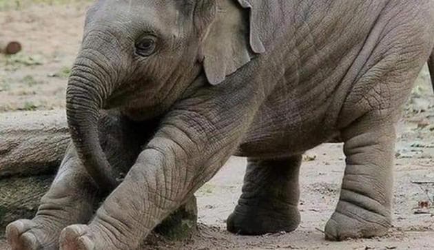 The pic of the baby elephant shared by Swami Ramdev.(Twitter/@yogrishiramdev)