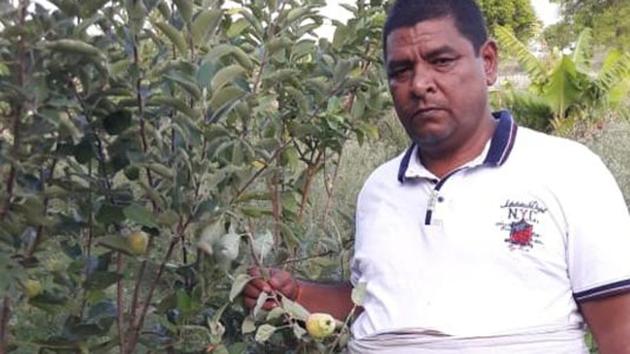 Rudra Pratap showcases the cross breed apples in his orchard.(HT Photos)