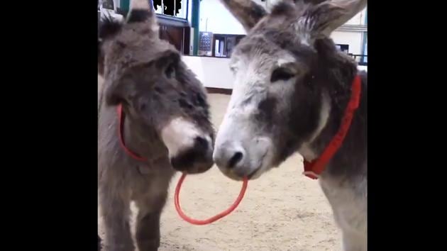 Flapjack and Horacio, the donkey bros are winning the Internet with their cuteness.(Twitter/@TheDonkeySanctuary)