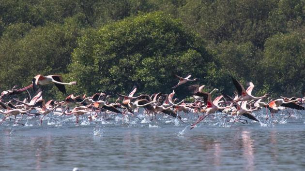 In August 2016, the state declared the northern part of Thane creek – that includes a flamingo sanctuary spread over 1,690 ha (896 ha mangroves and 794 ha land adjacent to a water body) – as tourism zone to safeguard the flamingo population.(Pratik Chorge/HT Photo)