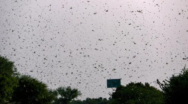 Swarms of locust fly over a field in a village on the outskirts of Ajmer, June 15, 2020.(PTI File)