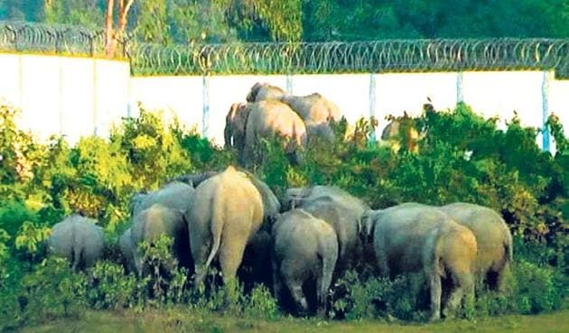 Chhattisgarh is opposed to auction of coal blocks in biodiversity-rich forests including an elephant reserve.(HT PHOTO)