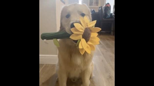 The image shows Kevin, the doggo with a flower in his mouth.(Instagram/@agoldennamedkevin) The image shows Kevin, the doggo with a flower in his mouth.(Instagram/@agoldennamedkevin)