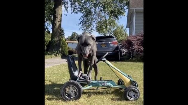 The image shows Dunkin, the doggo, sitting on a lawnmower. (Instagram/@dunkinandfriends) The image shows Dunkin, the doggo, sitting on a lawnmower. (Instagram/@dunkinandfriends)