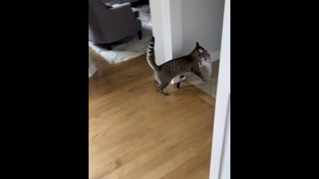 The image shows stealthy cat burglar, Renni carrying a packet of bread in his mouth. (Instagram/@rennithecat) The image shows stealthy cat burglar, Renni carrying a packet of bread in his mouth. (Instagram/@rennithecat)