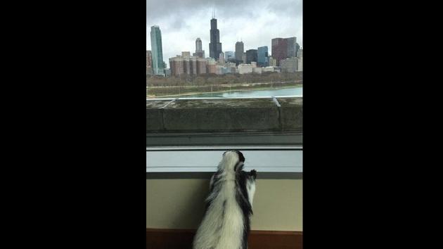 Though the picture only shows Violet’s back, we’re pretty the little skunk had a gala time looking at the sky.(Twitter/@shedd_aquarium)