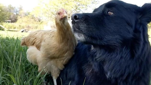 The image shows a bright golden feathered chicken standing alongside a black-furred doggo, who appears to be resting on some grass.(Reddit/@1katie2) The image shows a bright golden feathered chicken standing alongside a black-furred doggo, who appears to be resting on some grass.(Reddit/@1katie2)