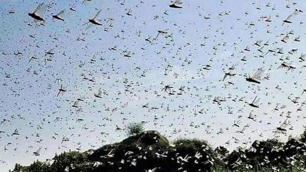 The most threatened states where locust attacks have been curbed are Rajasthan, Punjab, MP, Gujarat, Maharashtra and UP, as the country robustly heads into its summer-sown kharif crop season.(File photo)