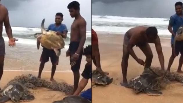 Five other olive ridley turtles either got badly injured or died after they were stranded on beaches close to where the viral videos were shot. (Video screengrab) Five other olive ridley turtles either got badly injured or died after they were stranded on beaches close to where the viral videos were shot. (Video screengrab)